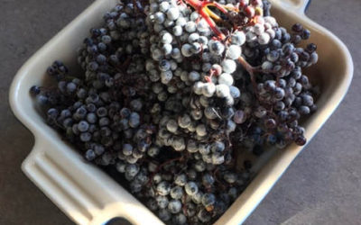 Home Made Barely Sweetened And Warming Elderberry Sauce